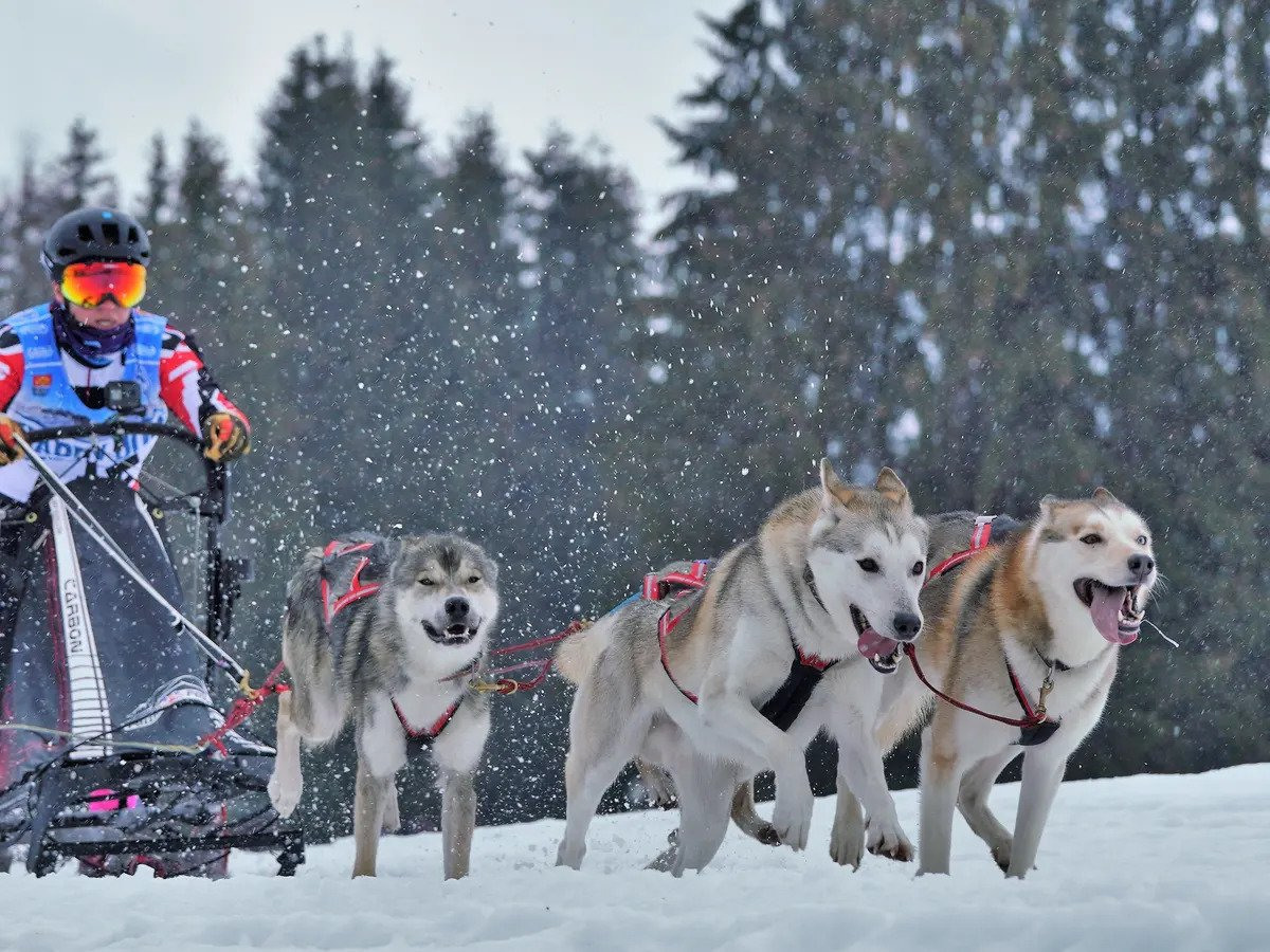 husky sledding